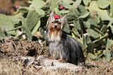 YORKSHIRE TERRIER 221